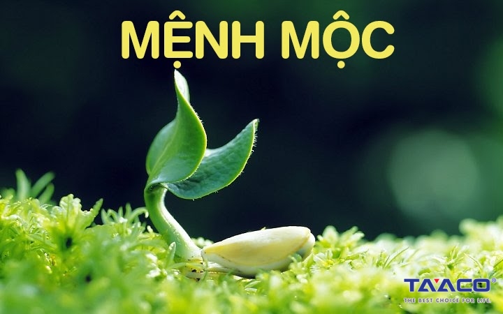 Mệnh Mộc Sơn Nhà Màu Gì Hợp Phong Thủy